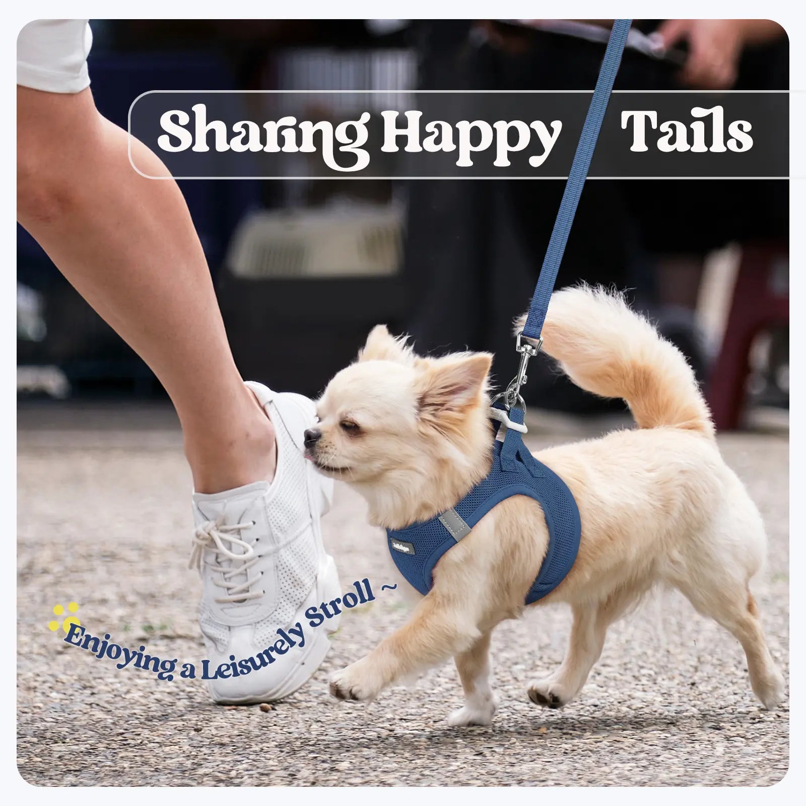 Rabbitgoo Minifit Small Dog Harness and Leash Set for Enhanced Comfort and Control