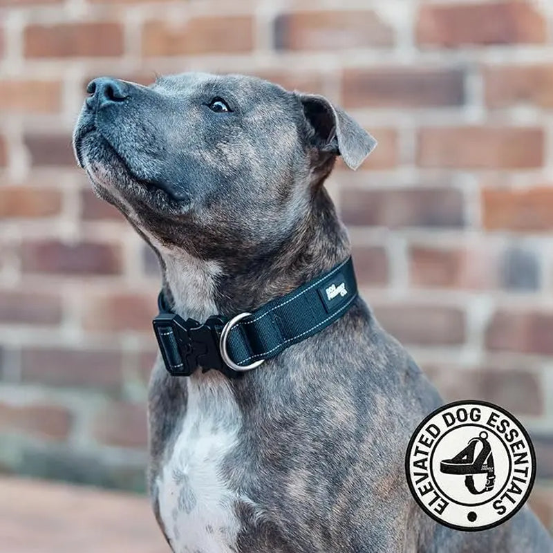 Premium Tactical Canine Collar