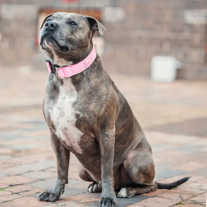 Premium Tactical Canine Collar