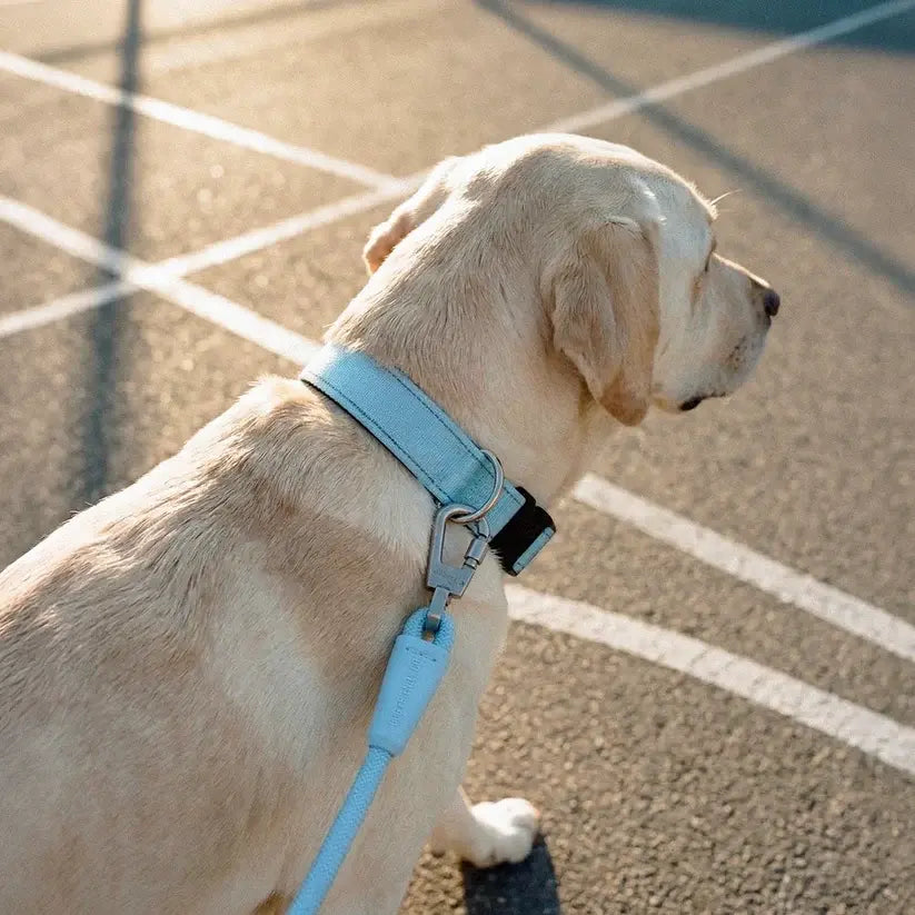 Premium Tactical Canine Collar